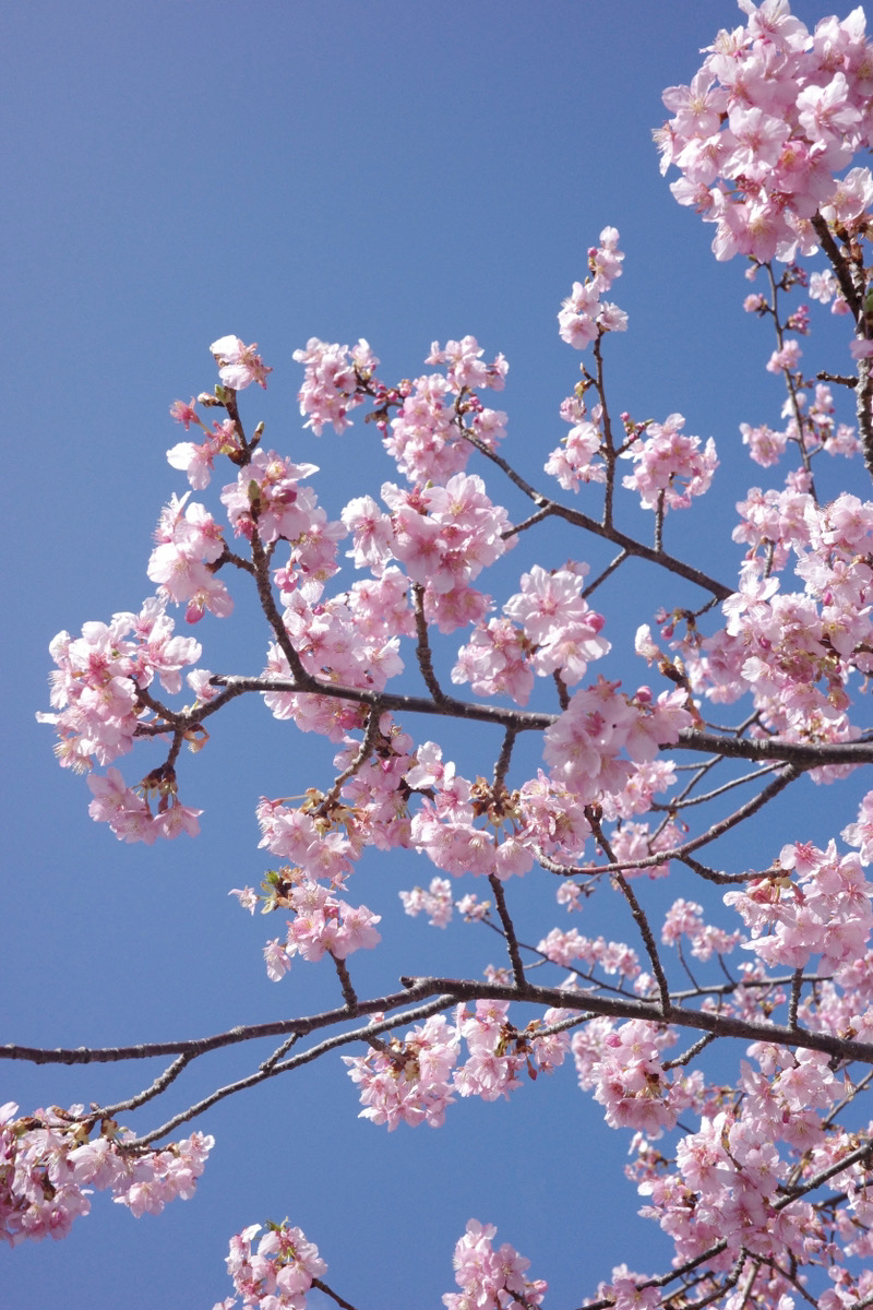 庭に咲く河桜