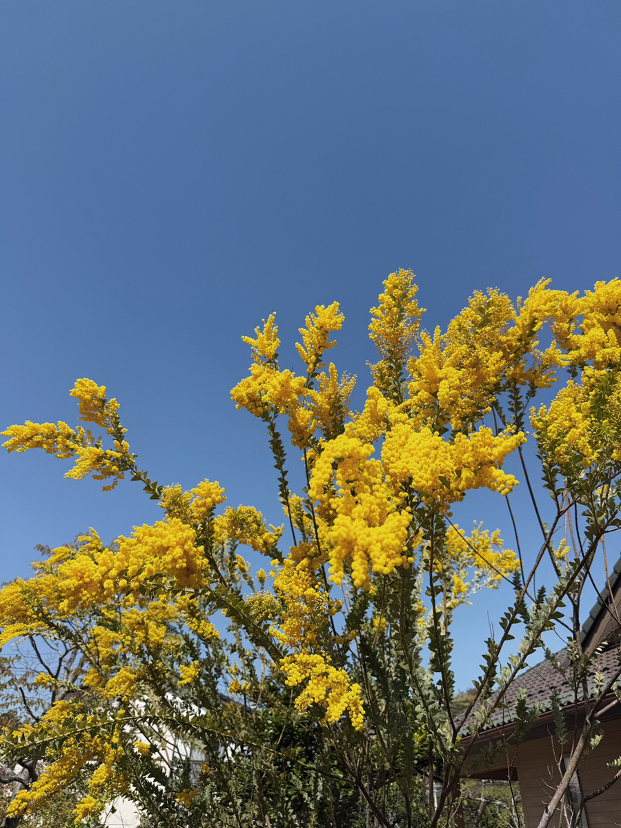 庭に咲くミモザの花